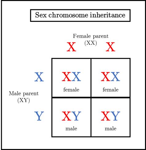 What Are Sex Linked Genes Quizlet