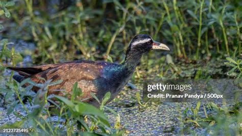 1054 Jacana Bird Stock Photos High Res Pictures And Images Getty