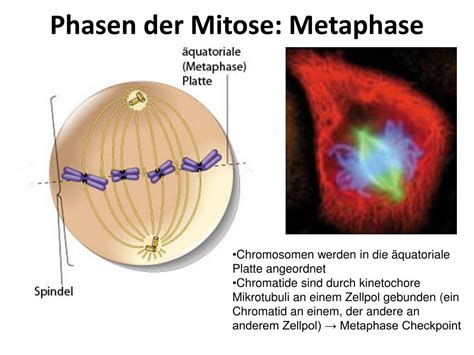 Ppt Zellzyklus Zellteilung Zelldifferenzierung Zelltod