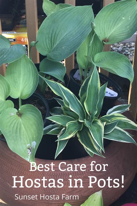 Best Care For Hostas In Pots Hosta Care Hostas Shade Tolerant Plants