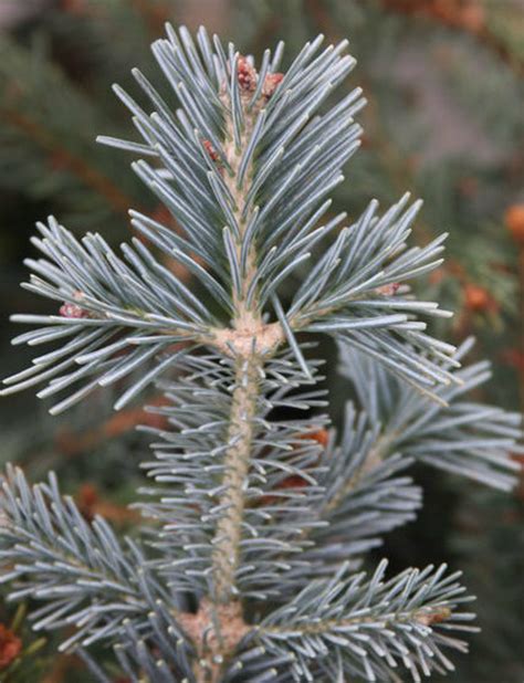 Abies Lasiocarpa Glacier Blue Subalpine Fir Kigi Nursery