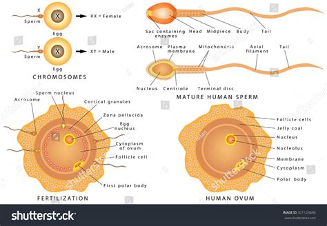 Conception Ovum Sperm Mature Human Sperm Stock Vector Royalty Free