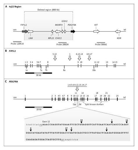 A Tyrosine Kinase Created By Fusion Of The Pdgfra And Fip1l1 Genes As A