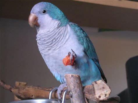 Blue Quaker Parrot