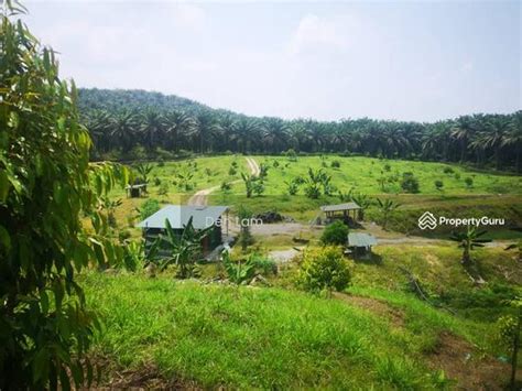 Raub Durian Farm Musang King For Sale Raub District Pahang