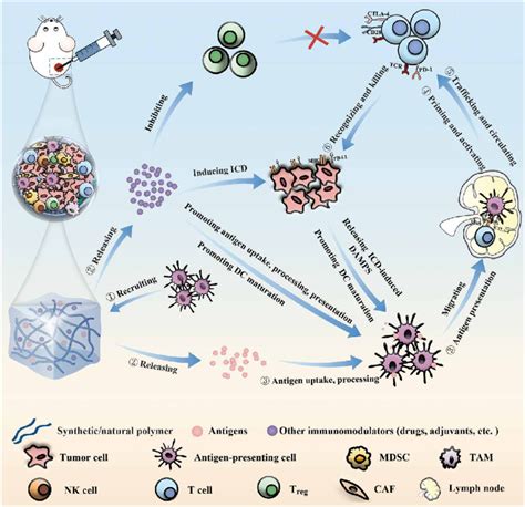 Schematic Illustration Of The Cancer Immunity Cycle Involving