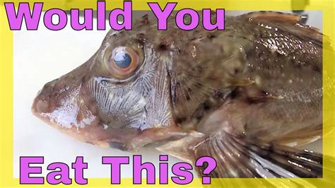 Can You Eat Sea Robins Trash Fish Or Treasure Youtube