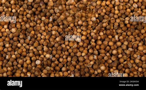 Coriandrum Sativum Seeds Stock Videos And Footage Hd And 4k Video Clips