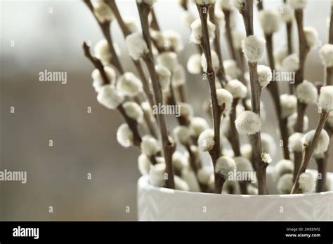Beautiful Pussy Willow Branches In Vase On Blurred Background Closeup Space For Text Stock