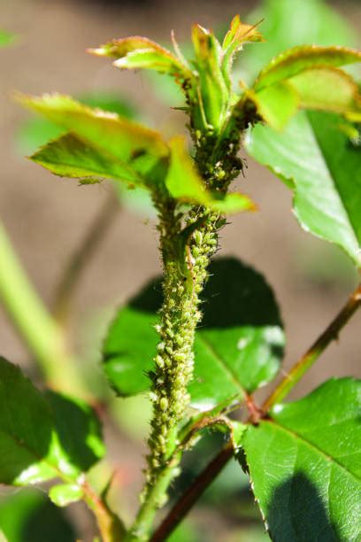 90+ Aphid Infestation On Roses Stock Photos, Pictures & Royalty-Free ...