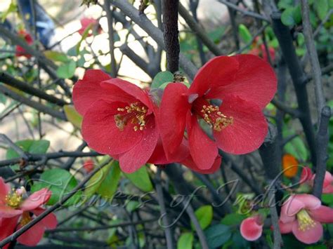 Chaenomeles Japonica Japanese Flowering Quince