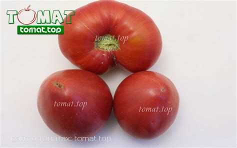 Томат Сахарная голова - Tomat.top — Все о томатах от посева до урожая!