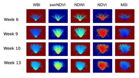 Example of hyperspectral images used for analyses. Side-view images of ... 