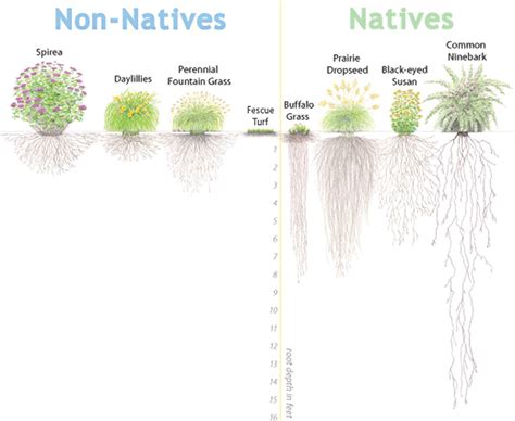 Benefits Of Native Plants Clearance Dakora Co