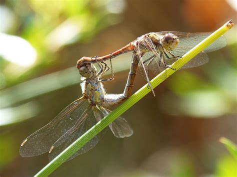 Dragonflies Copulation Dragonflies Mating Reproduction Mating Free