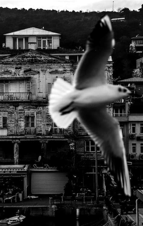 Close up of Seagull Flying · Free Stock Photo