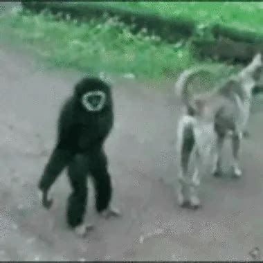 Dolly Partons Tits Slideshow XHamster