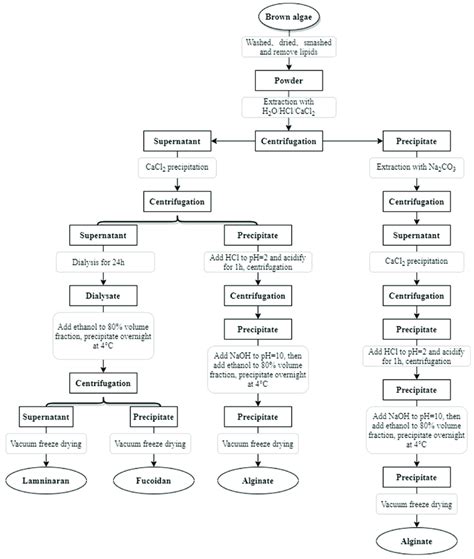 Extraction And Separation Process Of Brown Algae Polysaccharide Download Scientific Diagram