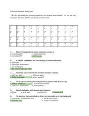 Cellular Respiration Assignment Docx Cellular Respiration