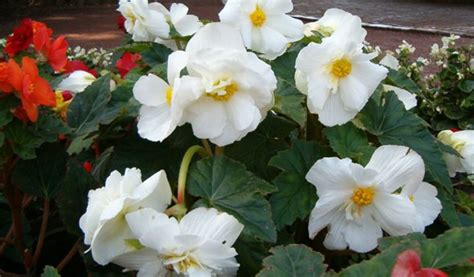 Бегония садовая: посадка и уход, фото, сорта, размножение, выращивание ...