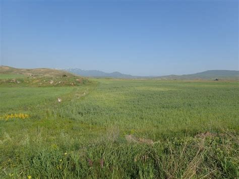 PAPAVER MACROSTOMUM Boiss. et A. Huet ex Boiss. – mák kurdský / mak ...