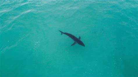 Great White Shark Drone Footage Dji 4k Youtube