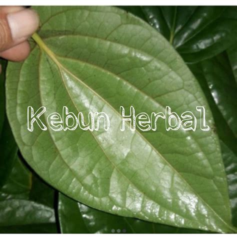 Jual Daun Sirih Hijau Fres Langsung Petik 500gr Shopee Indonesia