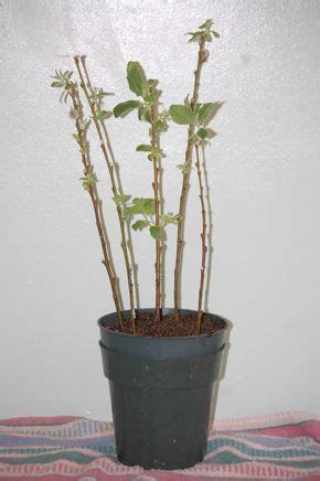 How To Plant Pussy Willows From A Branch Ever After In The Woods Artofit