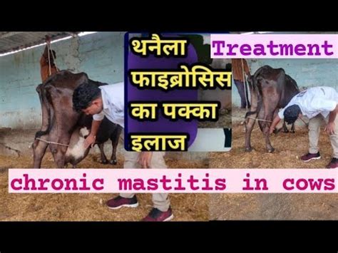 Treatment Of Clinical Mastitis L Chronic Udder Fibrosis Mastitis In Cow