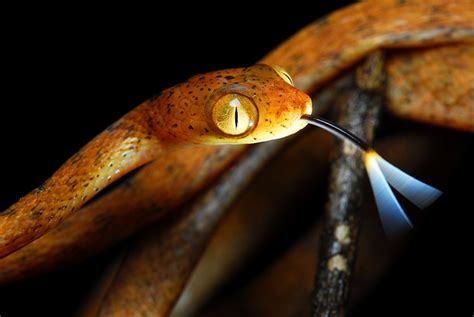 1000+ images about Snakes around the World on Pinterest | Pit viper ...