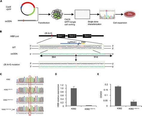 Frontiers Transcriptome Analyses Of Thalassemia A G Mutation