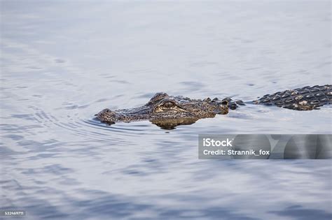 Buaya Amerika Di Danau Tropis Foto Stok Unduh Gambar Sekarang