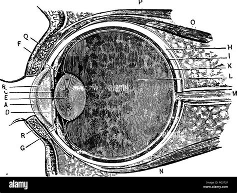 diagram shows  structure   human eye including key