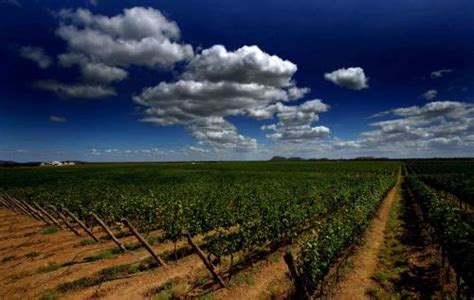 Enoleigos Vale do São Francisco é o único lugar que produz uva até