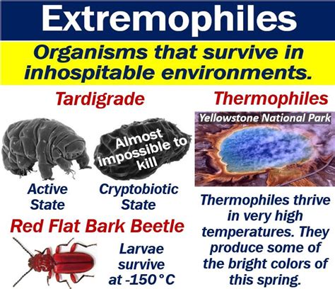 Extremophiles Research Applications - Medical application Extremophiles