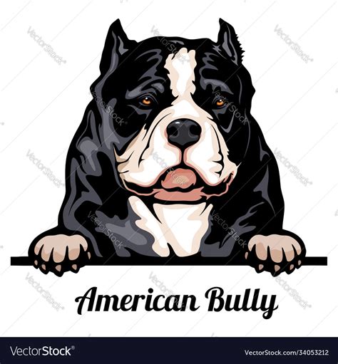 Head american bully - dog breed color image Vector Image