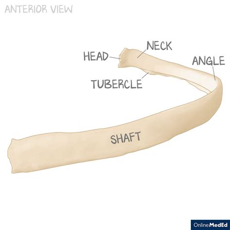 Onlinemeded On Twitter All Ribs Are Classified As Either Typical Or