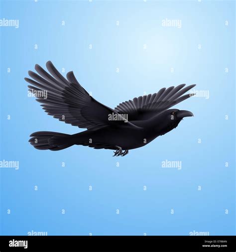 Black crow precipitously flying on the blue background Stock Photo - Alamy