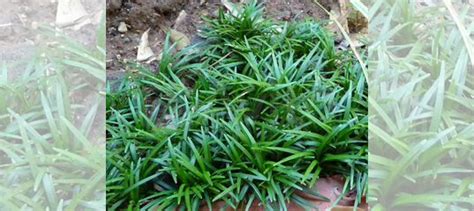 Почвопокровные растения купить в Севастополе | Товары для дома и дачи ...