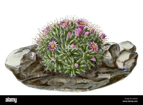 Mammillaria Crinita Blkakteent170 Stock Photo Alamy