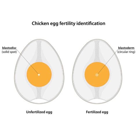 What Does A Fertilized Egg Look Like Plus Tips