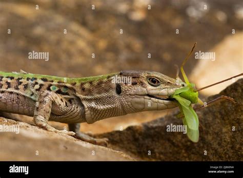 Italian Wall Lizard Podarcis Sicula Campestris Hi Res Stock Photography