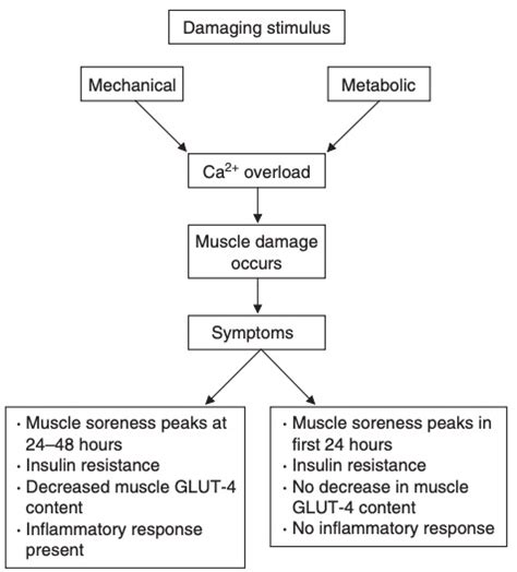 Metabolic Consequences Of Exercise Induced Muscle Damage Sport