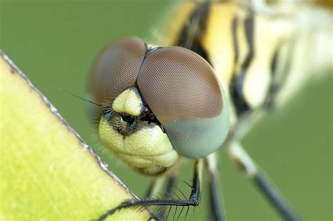 dragonfly, zygoptera, insect, delicate, lightness, nature, eyes, look
