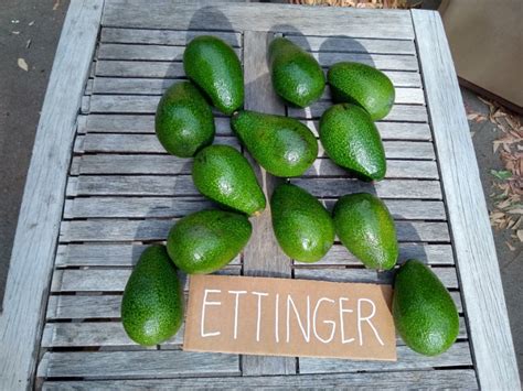 Grafted Ettinger Avocado Fruit Tree 2 3 Feet Tall Israeli Variety B