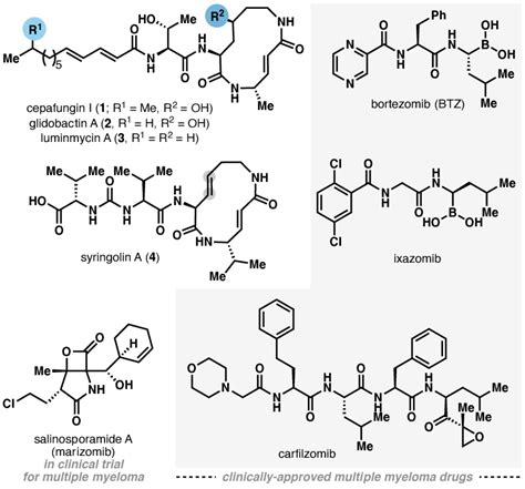 Representative Structures Of Syrbactin Natural Products And Clinical