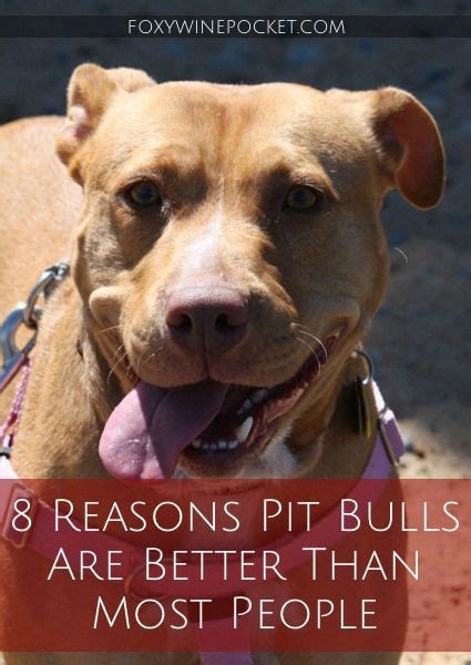 reasons  pit bulls  amazing