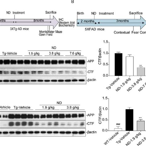 E Nd Treatment Mitigates Ab Pathology And Reduces Ab Plaques In Xtg Ad