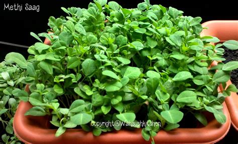 Growing Methi How To Grow Fenugreek Fenugreek Plant How To Grow Methi Easy Way To Grow Methi