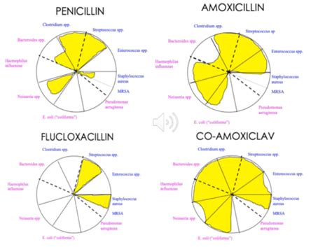 Principles Microbiology Antibiotics Flashcards Quizlet